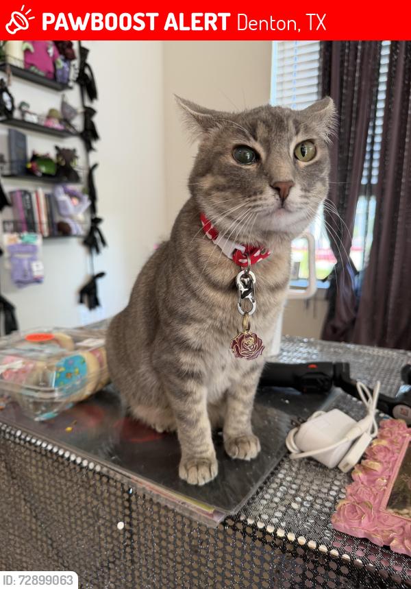 Lost Female Cat last seen Spencer road near Elan Denton apmts , Denton, TX 76208