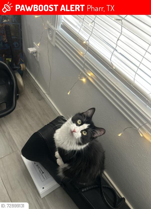 Lost Female Cat last seen Plantation Dr Pharr,Tx, Pharr, TX 78577