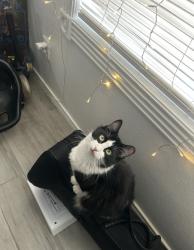 Lost Female Cat last seen Plantation Dr Pharr,Tx, Pharr, TX 78577