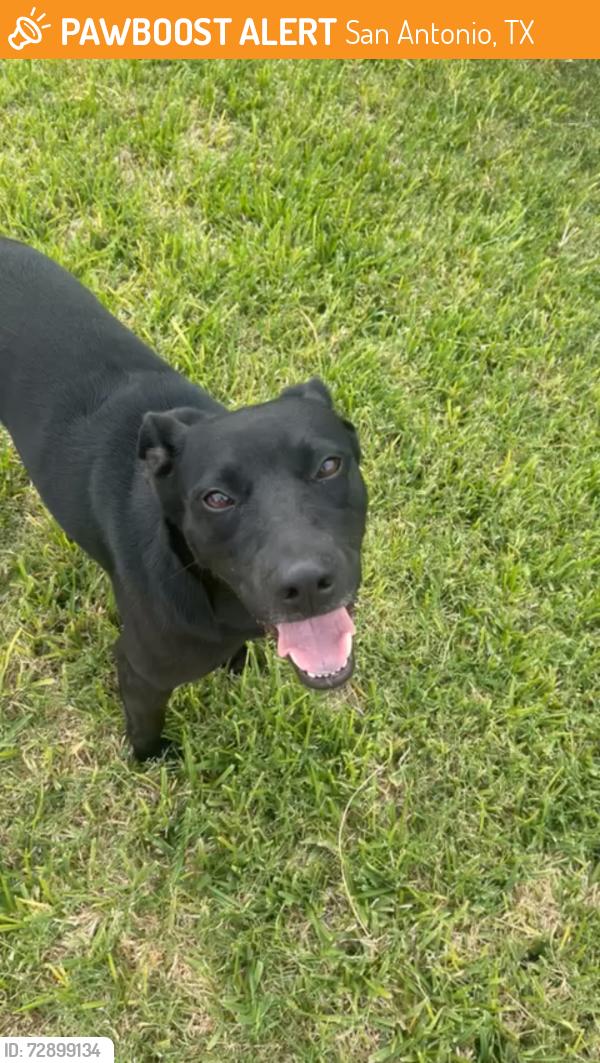 Found/Stray Male Dog last seen Tammy and Memory, San Antonio, TX 78216