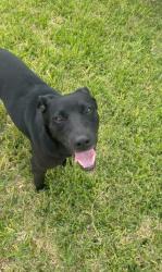 Found/Stray Male Dog last seen Tammy and Memory, San Antonio, TX 78216