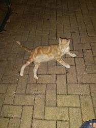 Found/Stray Unknown Cat last seen Florida and Harrison , Tampa, FL 33602