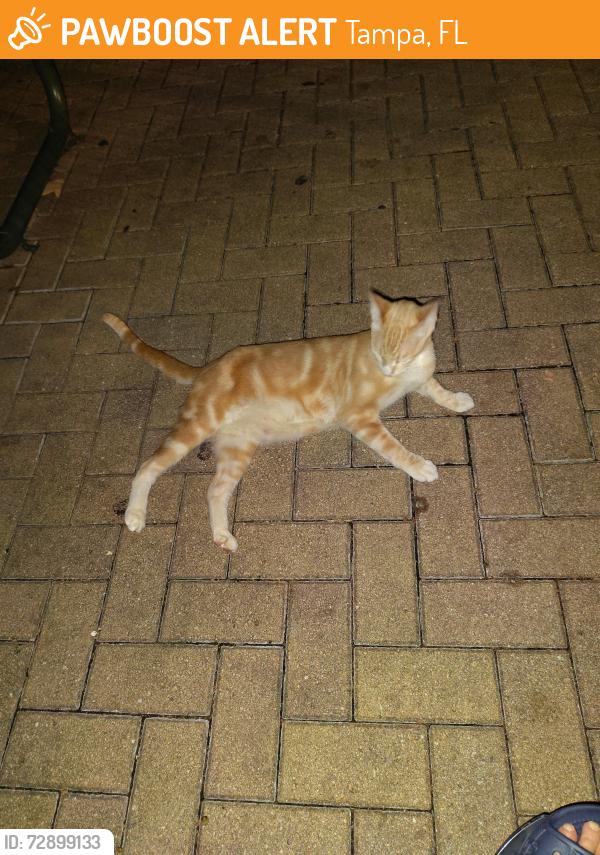 Found/Stray Unknown Cat last seen Florida and Harrison , Tampa, FL 33602