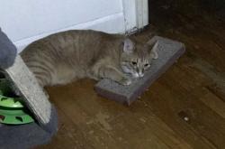 Reunited Male Cat last seen Near VERMONT STREET , Knoxville, TN 37921