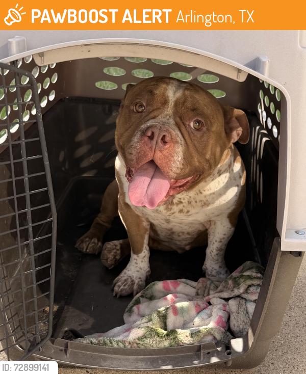 Found/Stray Female Dog last seen Redbrook dr., Arlington, TX 76014