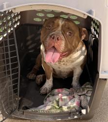 Found/Stray Female Dog last seen Redbrook dr., Arlington, TX 76014