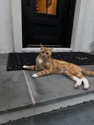 Found/Stray Male Cat last seen Vermont Road, Atlanta, GA 30326