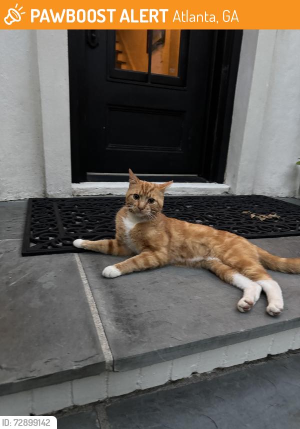Found/Stray Male Cat last seen Vermont Road, Atlanta, GA 30326