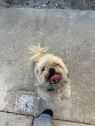 Found/Stray Male Dog last seen Woodland drive/Rancherias, Fontana, CA 92337