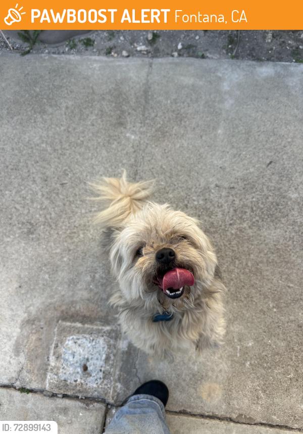 Found/Stray Male Dog last seen Woodland drive/Rancherias, Fontana, CA 92337