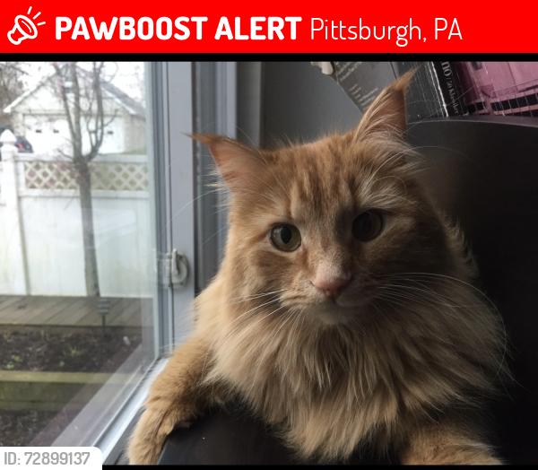 Lost Female Cat last seen near Baldwin Rd and Country Club Dr. On opposite side of country club. Doesnt cross the street, Pittsburgh, PA 15205