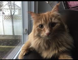 Lost Female Cat last seen near Baldwin Rd and Country Club Dr. On opposite side of country club. Doesnt cross the street, Pittsburgh, PA 15205