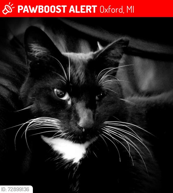 Lost Male Cat last seen lakeville and burduck, Oxford, MI 48371