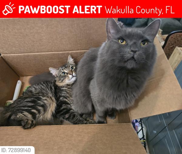 Lost Male Cat last seen Martin Luther King, Wakulla County, FL 32327