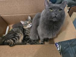 Lost Male Cat last seen Martin Luther King, Wakulla County, FL 32327