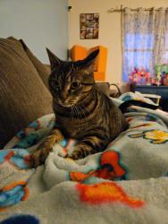 Lost Female Cat last seen Oneida Dr and Wyoming Dr, Sinking Spring, PA 19608