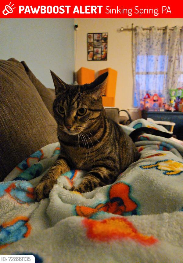 Lost Female Cat last seen Oneida Dr and Wyoming Dr, Sinking Spring, PA 19608
