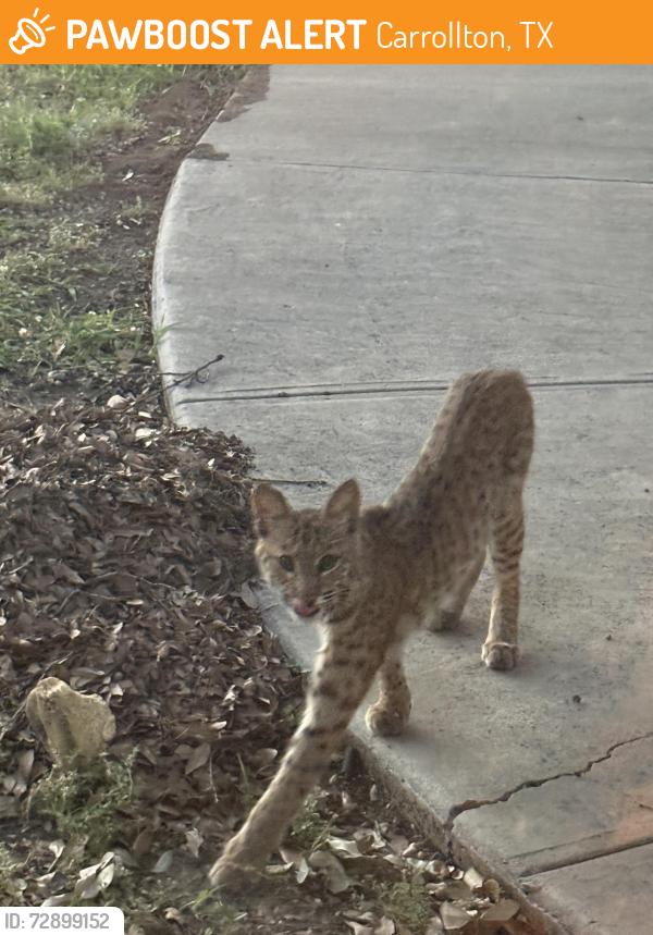 Found/Stray Unknown Cat last seen Furneux, Carrollton, TX 75007