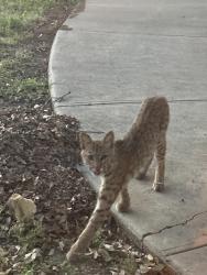 Found/Stray Unknown Cat last seen Furneux, Carrollton, TX 75007