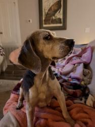 Found/Stray Female Dog last seen W Kingsfield Rd by new Iron Rock Phase 2, Cantonment, FL 32533
