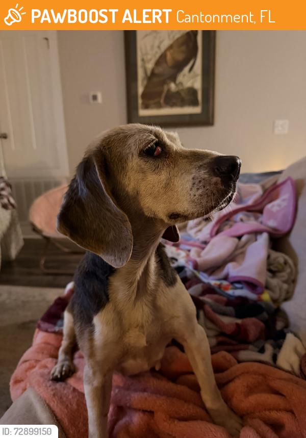 Found/Stray Female Dog last seen W Kingsfield Rd by new Iron Rock Phase 2, Cantonment, FL 32533