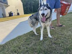 Found/Stray Female Dog last seen Red Hill Church Road , Coats, NC 27521