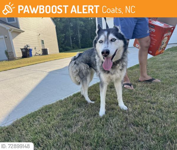Found/Stray Female Dog last seen Red Hill Church Road , Coats, NC 27521