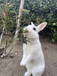 Lost Female Rabbit last seen Ardemore Dr. and Berkshire Dr., Fullerton, CA 92833