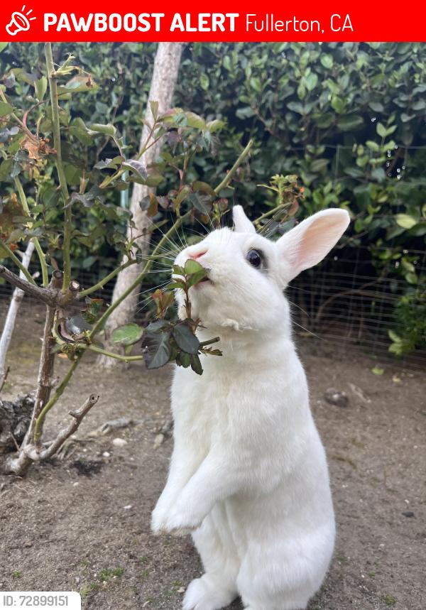 Lost Female Rabbit last seen Ardemore Dr. and Berkshire Dr., Fullerton, CA 92833