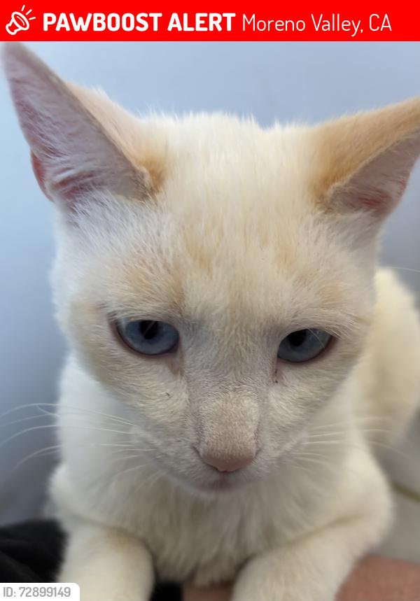 Lost Male Cat last seen day st, alessandro blvd, Moreno Valley, CA 92553