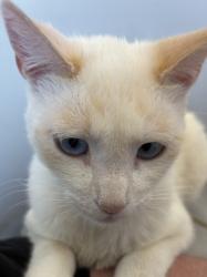 Lost Male Cat last seen day st, alessandro blvd, Moreno Valley, CA 92553