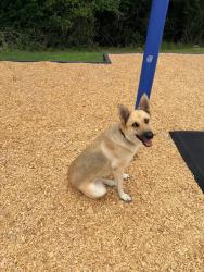 Found/Stray Female Dog last seen Village Grove East, Pasadena, TX 77505