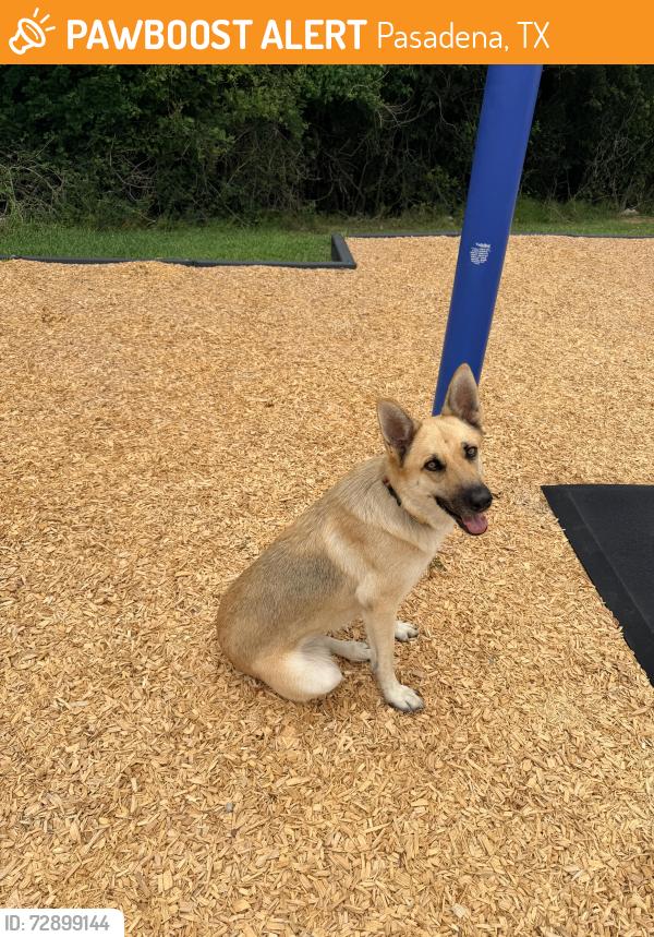 Found/Stray Female Dog last seen Village Grove East, Pasadena, TX 77505