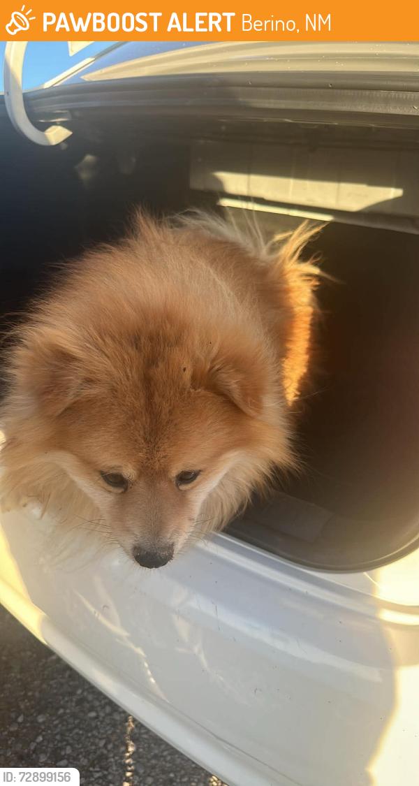 Found/Stray Male Dog last seen Nm 478 and 226, Berino, NM 88072