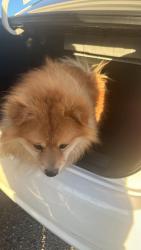 Found/Stray Male Dog last seen Nm 478 and 226, Berino, NM 88072