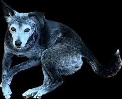 Lost Female Dog last seen Upper grassy branch rd, Asheville, NC 28805