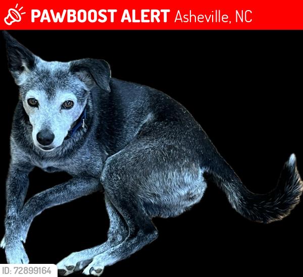 Lost Female Dog last seen Upper grassy branch rd, Asheville, NC 28805
