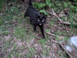 Found/Stray Unknown Cat last seen Pacific Street and Bates Ave, Saint Paul, MN 55106