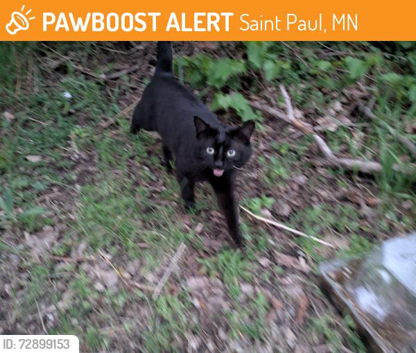 Found/Stray Unknown Cat last seen Pacific Street and Bates Ave, Saint Paul, MN 55106