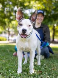 Shelter Stray Female Dog last seen Near HARNESS CRESCENT Lithonia, 30058, 30058, GA, Atlanta, GA 30341
