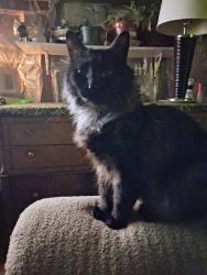Lost Female Cat last seen Kedzie, Chicago, IL 60623
