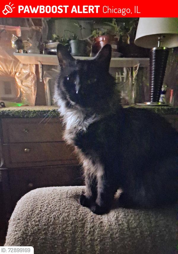 Lost Female Cat last seen Kedzie, Chicago, IL 60623