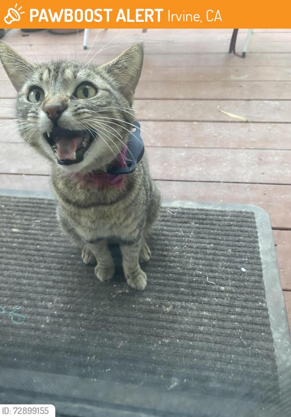 Found/Stray Female Cat last seen South lake , Irvine, CA 92614