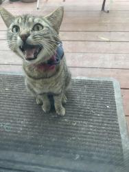 Found/Stray Female Cat last seen South lake , Irvine, CA 92614