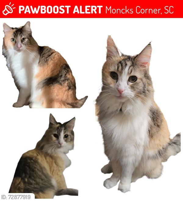 Lost Female Cat last seen Near Harvest Moon Rd , Moncks Corner, SC 29461