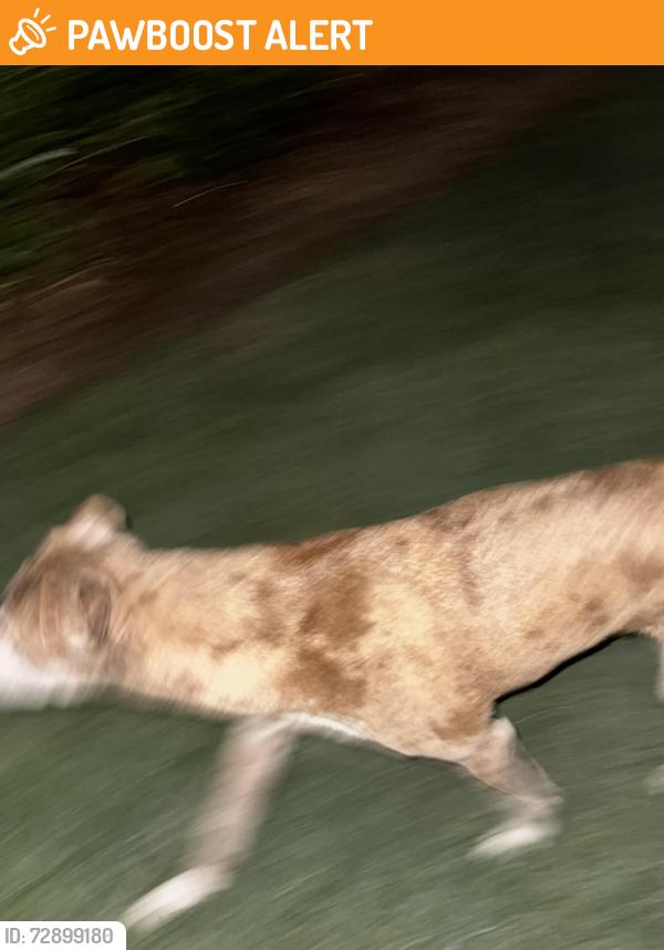 Found/Stray Male Dog last seen Between Latitude 29 & La Valencia rental community , Panama City Beach, FL 32413
