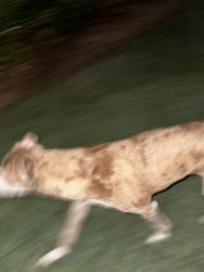 Found/Stray Male Dog last seen Between Latitude 29 & La Valencia rental community , Panama City Beach, FL 32413