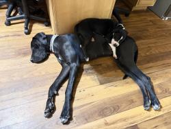 Lost Female Dog last seen North Prospectors and Boulder, Apache Junction, AZ 85119