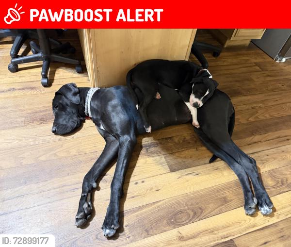 Lost Female Dog last seen North Prospectors and Boulder, Apache Junction, AZ 85119