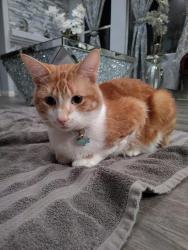 Reunited Male Cat last seen Empress Street and Arbor Park Lane by the Towngate Park, Moreno Valley, CA 92553